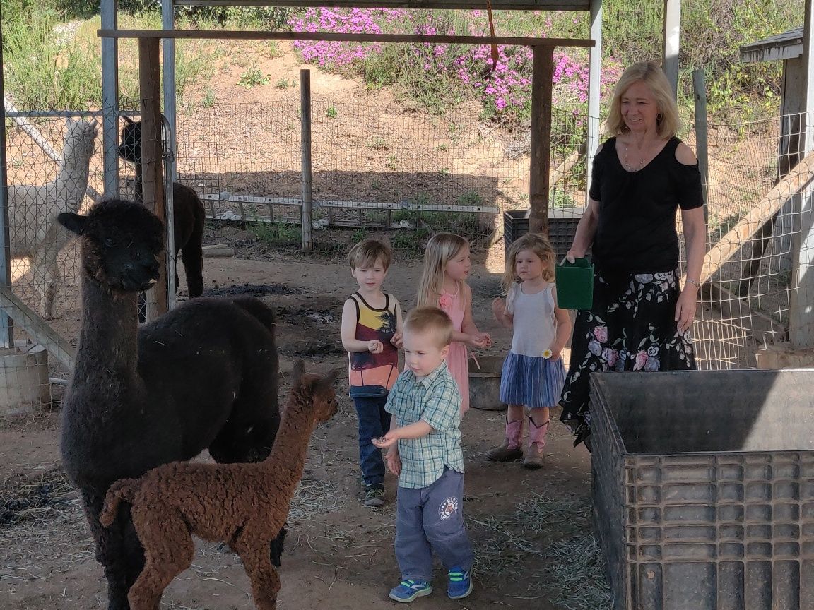 feeding alpacas